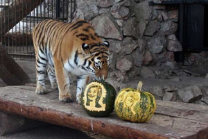 Тварини передбачали результати обрання американського президента Тварини передбачали результати обрання американського президента